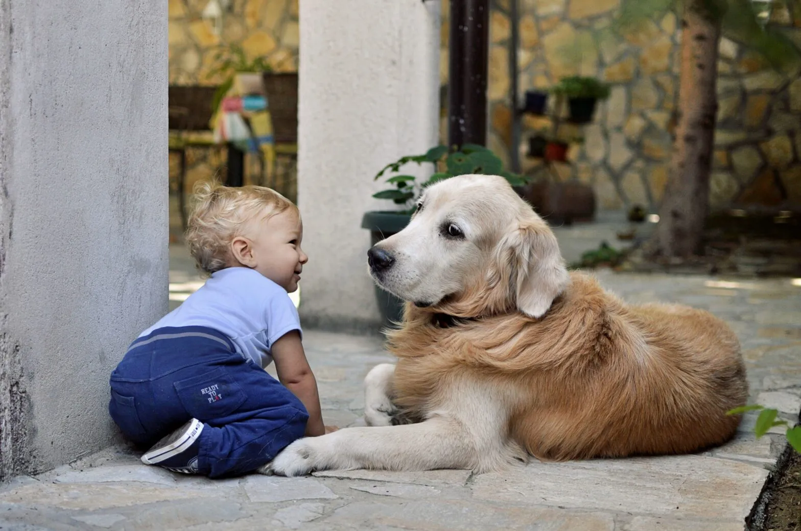 Podcast episode: Dog and baby safety, what you need to know to create a smooth transition with Michelle Stern